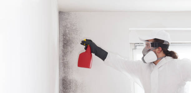 Trusted Lake Kiowa, TX Mold Remediation Experts